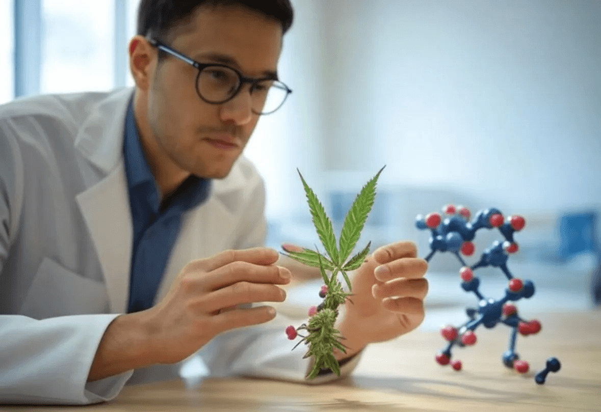 The Double-Edged Sword of Terpenes: Understanding Their Medical Benefits and Risks